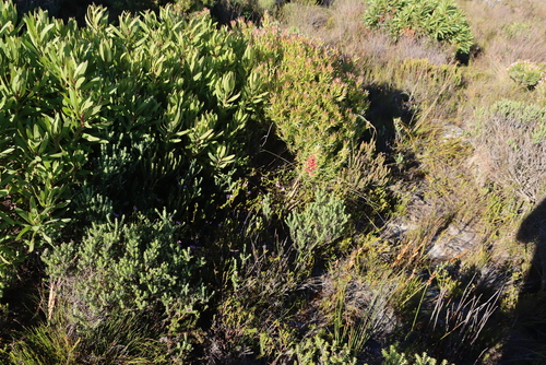 Image of Lachnaea grandiflora by (c) Tony Rebelo, some rights reserved (CC BY-SA)