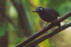 Myrmelastes hyperythrus