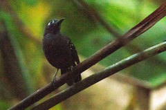 Myrmelastes hyperythrus