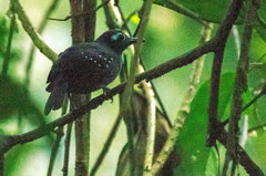 Myrmelastes hyperythrus