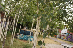 Betula