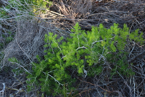 Image of Asparagus lignosus by (c) Tony Rebelo, some rights reserved (CC BY-SA)