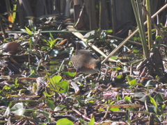 Laterallus melanophaius