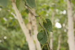 Betula