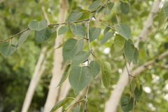 Betula