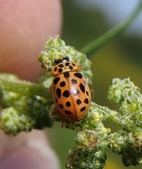 Anisosticta novemdecimpunctata