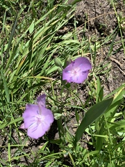 Calochortus nudus