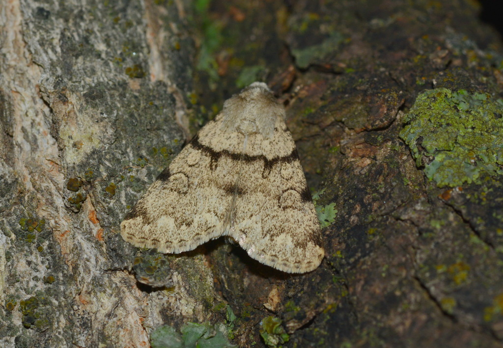 Dichagyris singularis
