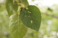 Betula