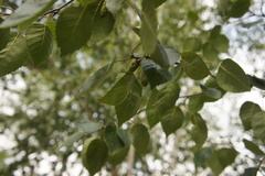 Betula