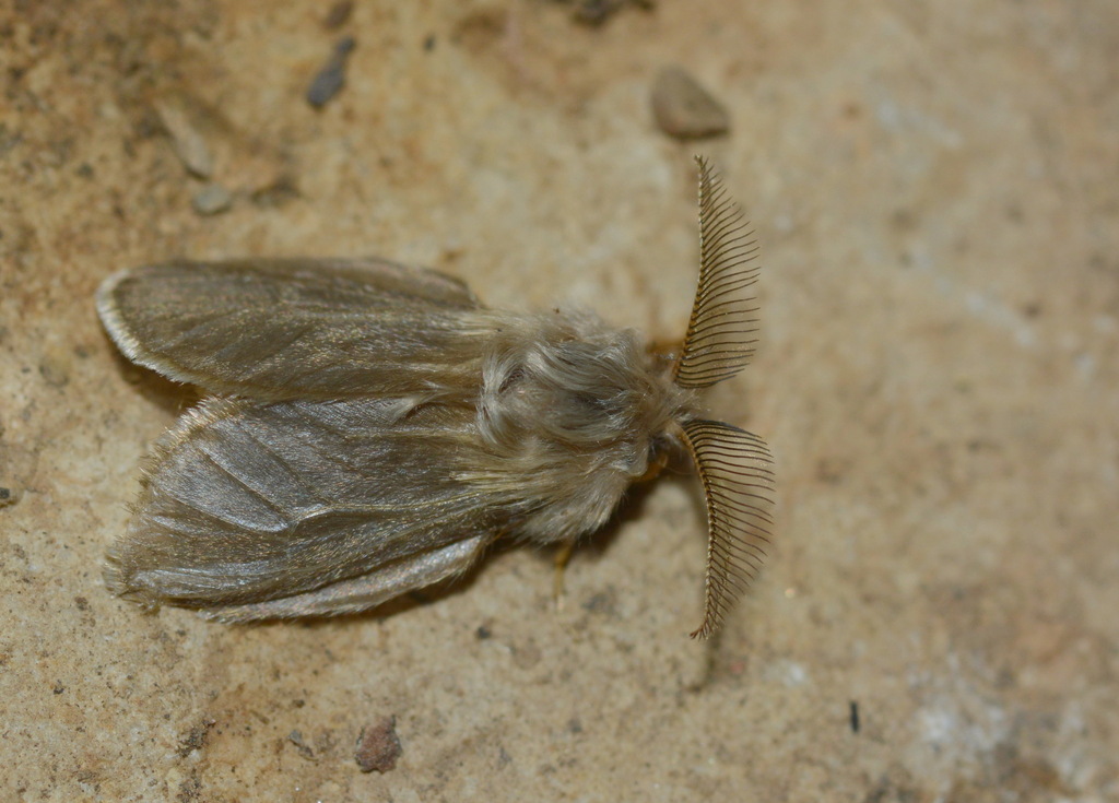 Oiketicoides demarcata