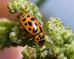 Anisosticta novemdecimpunctata