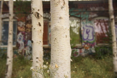 Betula