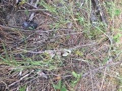 Cyperus houghtonii