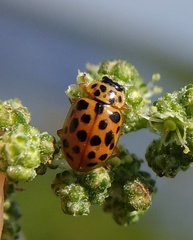 Anisosticta novemdecimpunctata