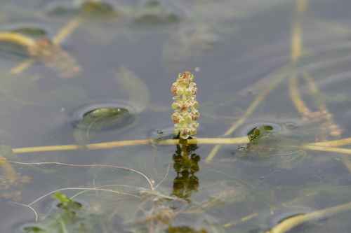 Perfoliate Pondweed