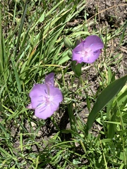 Calochortus nudus
