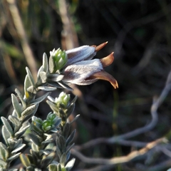 Amphithalea tomentosa