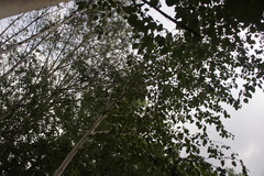 Betula