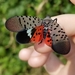 Spotted Lanternfly - Photo (c) Serena Lynne, some rights reserved (CC BY-NC), uploaded by Serena Lynne