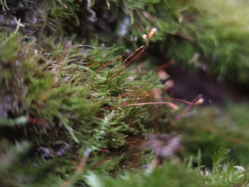 Pseudoamblystegium subtile observed 2025-01-22