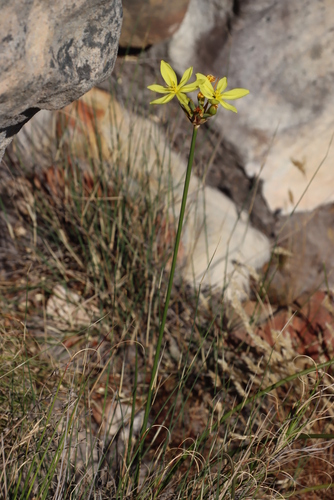 Image of Bobartia indica by (c) Tony Rebelo, some rights reserved (CC BY-SA)