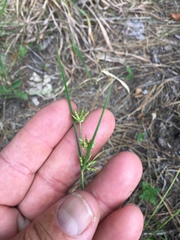 Cyperus houghtonii