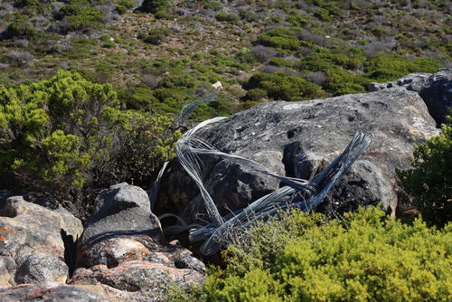 Image of Coleonema album by (c) Tony Rebelo, some rights reserved (CC BY-SA)