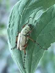 Macrodactylus uniformis