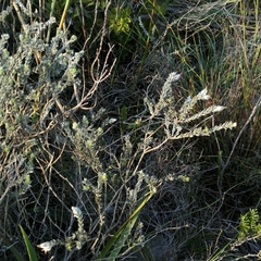 Amphithalea tomentosa