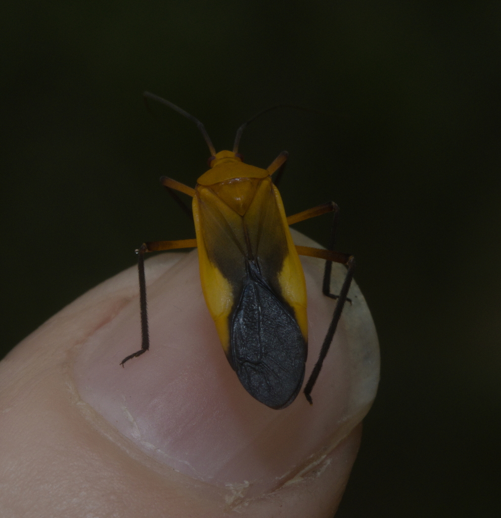 Resthenia gaucha