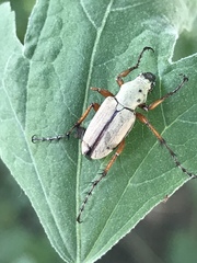 Macrodactylus uniformis