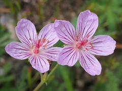Geranium californicum