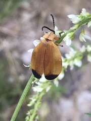 Lycus arizonensis