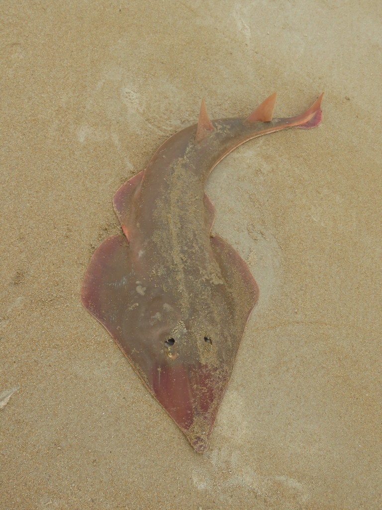 Brazilian Guitarfish (Pseudobatos horkelii)