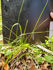 Carex trisperma