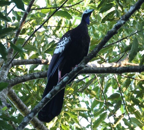 Trinidad Piping Guan (Pipile pipile), photo 6