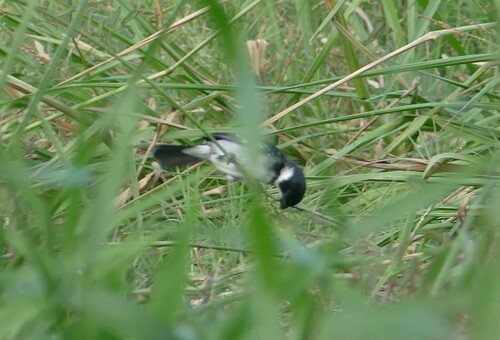 Wing-barred Seedeater (Sporophila americana), photo 8