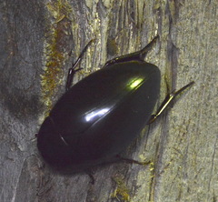 Hydrophilus ovatus