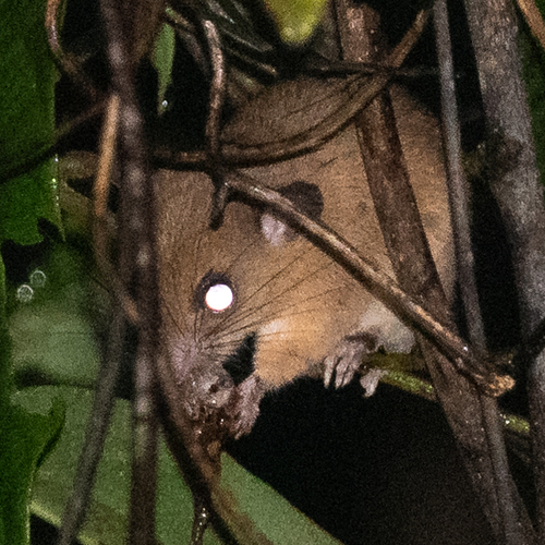Palawan Pencil-tailed Tree Mouse (Chiropodomys calamianensis) — Data Deficient Mammalia