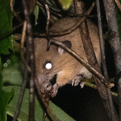 Palawan Pencil-Tailed Tree Mouse photo 1