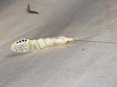 Nectopsyche exquisita