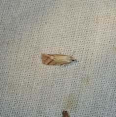 Microtheoris
