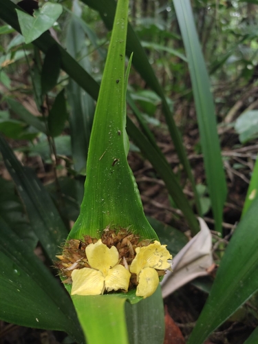 Rapatea paludosa (Rapatea paludosa)