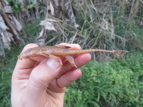 Blacktail whiptail catfish (Rineloricaria nigricauda) — Loricariidae