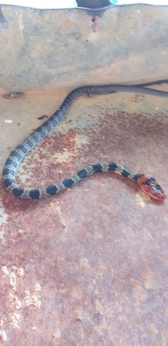 Brazilian Woodland Racer