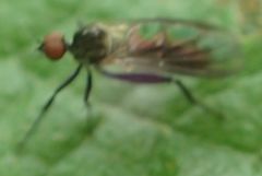 Rhamphomyia umbripennis