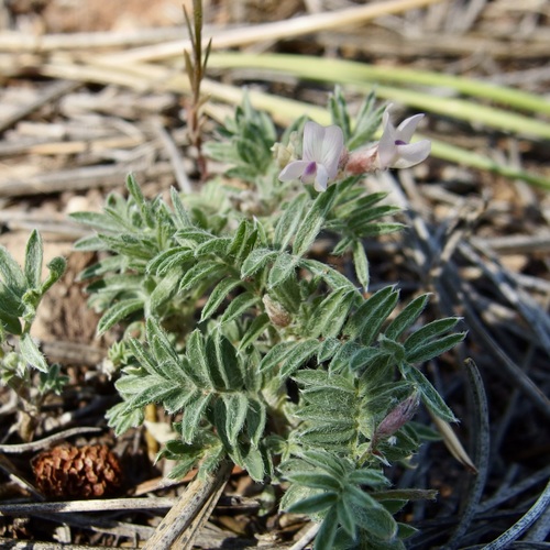 Image of Astragalus gilensis by (c) Sue Carnahan, some rights reserved (CC BY)