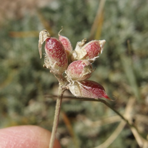 Image of Astragalus gilensis by (c) Sue Carnahan, some rights reserved (CC BY)