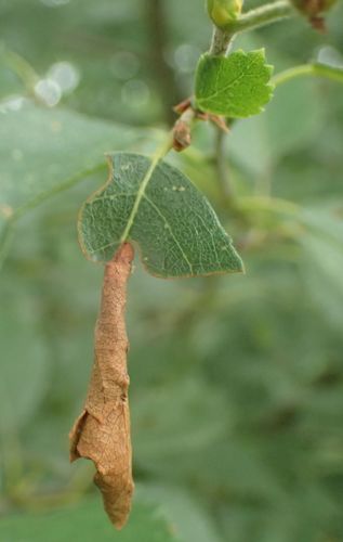 Birch Leaf-rolling Weevil